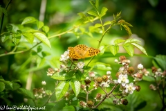 Silver-washed Fritillary Wings Open Front View