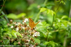 Silver-washed Fritillary Wings Open Back View