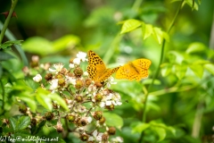 Silver-washed Fritillary Wings Open Back View