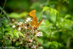 Silver-washed Fritillary Wings Open in Flight Back View