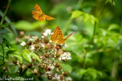 Silver-washed Fritillary Wings Open in Flight Back View