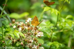 Silver-washed Fritillary Wings Open Back View