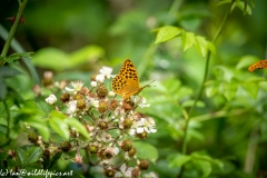 Silver-washed Fritillary Wings Open Back View