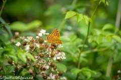 Silver-washed Fritillary Wings Open Side View