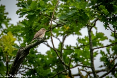 Spotted Flycatcher on Branch Side View