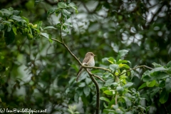 Spotted Flycatcher on Branch Side View