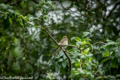 Spotted Flycatcher on Branch Side View