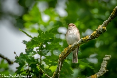 Spotted Flycatcher on Branch Front View