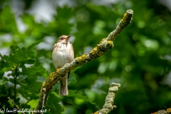 Spotted Flycatcher on Branch Front View