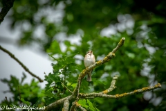 Spotted Flycatcher on Branch Front View