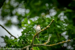 Spotted Flycatcher on Branch Front View