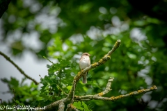 Spotted Flycatcher on Branch Front View