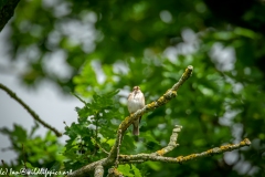 Spotted Flycatcher on Branch Front View