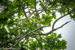 Spotted Flycatcher on Branch Front View