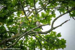 Spotted Flycatcher on Branch Front View