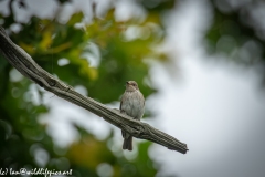 Spotted Flycatcher on Branch Front View