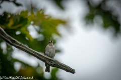 Spotted Flycatcher on Branch Front View