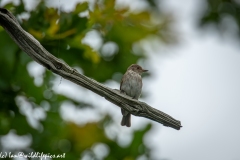 Spotted Flycatcher on Branch Front View