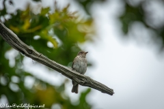 Spotted Flycatcher on Branch Front View