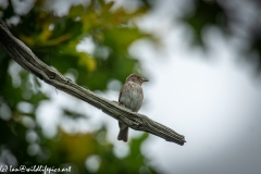 Spotted Flycatcher on Branch Front View