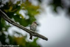 Spotted Flycatcher on Branch Front View