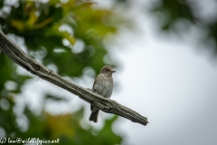 Spotted Flycatcher on Branch Front View