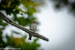 Spotted Flycatcher on Branch Front View