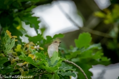 Spotted Flycatcher on Branch Front View