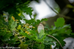 Spotted Flycatcher on Branch Front View