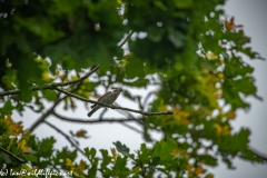 Spotted Flycatcher on Branch Front View