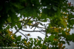 Spotted Flycatcher on Branch Front View