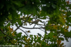 Spotted Flycatcher on Branch Front View