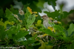 Spotted Flycatcher on Branch Front View