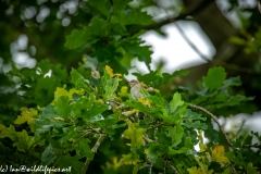 Spotted Flycatcher on Branch Front View