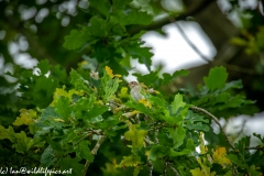 Spotted Flycatcher on Branch Front View