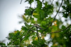 Spotted Flycatcher on Branch Side View