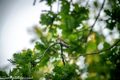 Spotted Flycatcher on Branch Side View