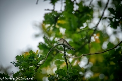 Spotted Flycatcher on Branch Side View