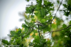 Spotted Flycatcher on Branch Side View