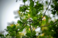 Spotted Flycatcher on Branch Side View