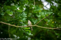 Spotted Flycatcher on Branch Front View