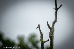 Spotted Flycatcher on Branch Side View