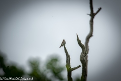 Spotted Flycatcher on Branch Side View