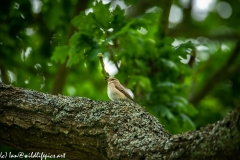 Spotted Flycatcher on Branch Side View