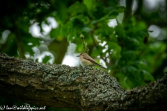 Spotted Flycatcher on Branch Side View