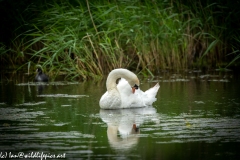 Mute Swan on Water Cleaning Front View