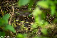 Grass Snake