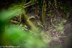 Grass Snake