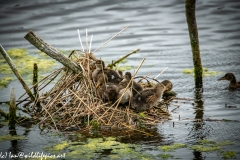 Young Shoveler Ducks on Nest on Water