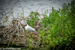 Black Headed Gull & Chicks on Nest on Water